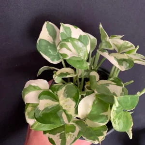 N'Joy Pothos Cuttings - Epipremnum aureum N Joy - Variegated Trailing Plant for Indoors - Image 3