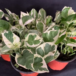 N'Joy Pothos Cuttings - Epipremnum aureum N Joy - Variegated Trailing Plant for Indoors - Image 4