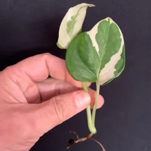 N'Joy Pothos Cuttings - Epipremnum aureum N Joy - Variegated Trailing Plant for Indoors - Image 6