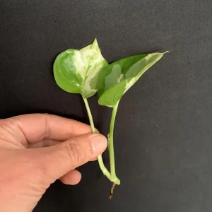 N'Joy Pothos Cuttings - Epipremnum aureum N Joy - Variegated Trailing Plant for Indoors - Image 7