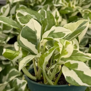 N'Joy Pothos Live Plant – Variegated Houseplant in 4 inch Pot – Indoor - Image 2
