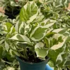 N'Joy Pothos Live Plant – Variegated Houseplant in 4 inch Pot – Indoor - Image 1