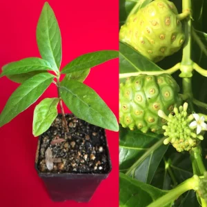 Noni Live Plant (Morinda Citrifolia) - Tropical Fruit Tree Starter Seedling 3-7