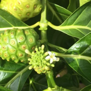 Noni Live Plant (Morinda Citrifolia) - Tropical Fruit Tree Starter Seedling 3-7