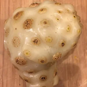 Noni Live Plant (Morinda Citrifolia) - Tropical Fruit Tree Starter Seedling 3-7