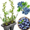 Northern Highbush Blueberry Bush Live Plant - 4" Pot, Fruiting, Outdoor - Image 1