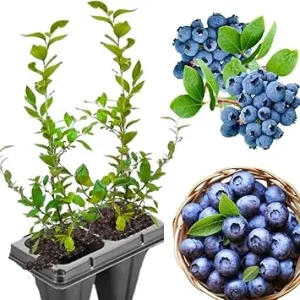 Northern Highbush Blueberry Bush Live Plant - 4
