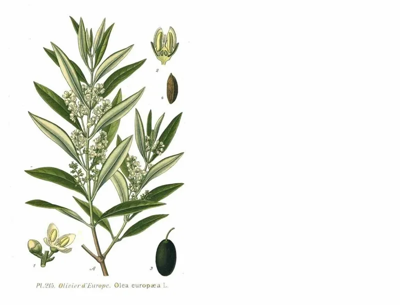 Oblonga Olive Tree - Olea Europaea Live Plant - 12 inch Rooted Cutting - Indoor/Outdoor - Image 2