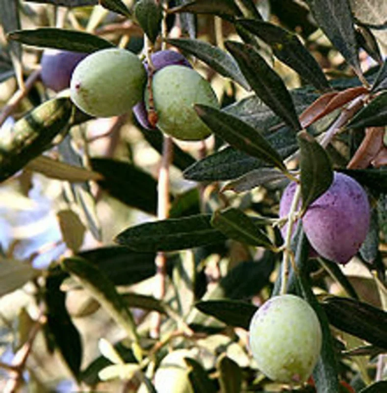 Oblonga Olive Tree - Olea Europaea Live Plant - 12 inch Rooted Cutting - Indoor/Outdoor - Image 1