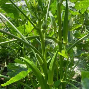 Okra F1 Seeds - Green J Okra Seeds for Planting - 100 Seeds - Image 4
