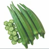 Okra F1 Seeds - Green J Okra Seeds for Planting - 100 Seeds - Image 1