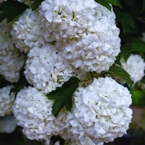 Old Fashion Snowball Viburnum Bush Live Plant - 4 Inch Potted Shrub - Outdoor - Image 4