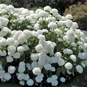 Old Fashion Snowball Viburnum Live Plant – White Hardy Shrub, 4'' Pot, Outdoor - Image 1