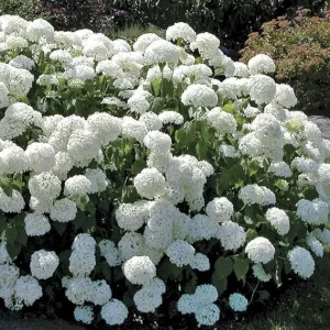 Old Fashion Snowball Viburnum Live Plant – White Hardy Shrub, 4'' Pot, Outdoor - Image 3