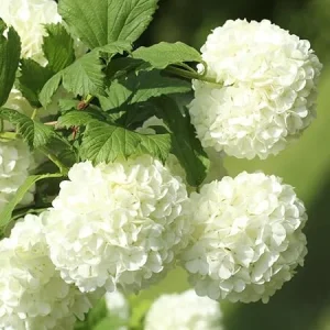 Old Fashion Snowball Viburnum Live Plant - White Shrub in 4 Inch Pot, Zones 3-9 - Image 1