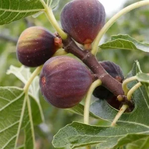 Olympian Fig Tree Live Plant - Ficus Carica - Fruiting Fig - Cold Hardy Seedling - Image 1