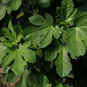 Olympian Fig Tree Live Plant - Ficus Carica - Fruiting Fig - Cold Hardy Seedling - Image 3