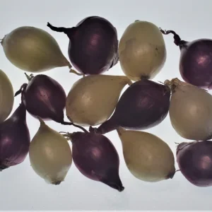 Onion Sets - Red & White Mixed Bulbs - Non-GMO Heirloom Seed Onions - Image 2