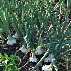 Onion Sets - Red & White Mixed Bulbs - Non-GMO Heirloom Seed Onions - Image 5