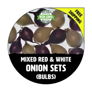Onion Sets - Red & White Mixed Bulbs - Non-GMO Heirloom Seed Onions - Image 1