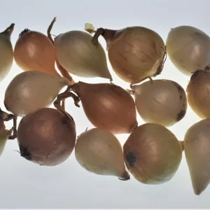 Onion Sets - White & Yellow Heirloom Bulbs for Planting - Non-GMO - Image 2