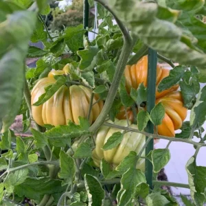 Orange Accordion Tomato Seeds - 25 Heirloom Seeds for Garden Planting - Image 3