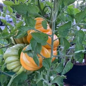 Orange Accordion Tomato Seeds - 25 Heirloom Seeds for Garden Planting - Image 4