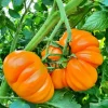 Orange Accordion Tomato Seeds - 25 Heirloom Seeds for Garden Planting - Image 1