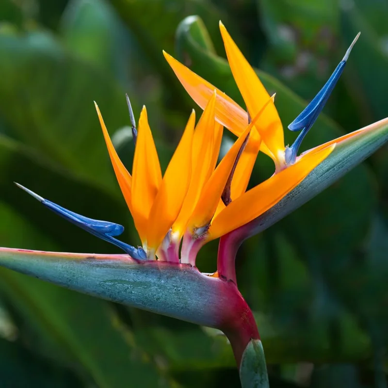 Orange Bird of Paradise Live Plant, Set of 2, 4-6 Inch, Outdoor Tropical - Image 2