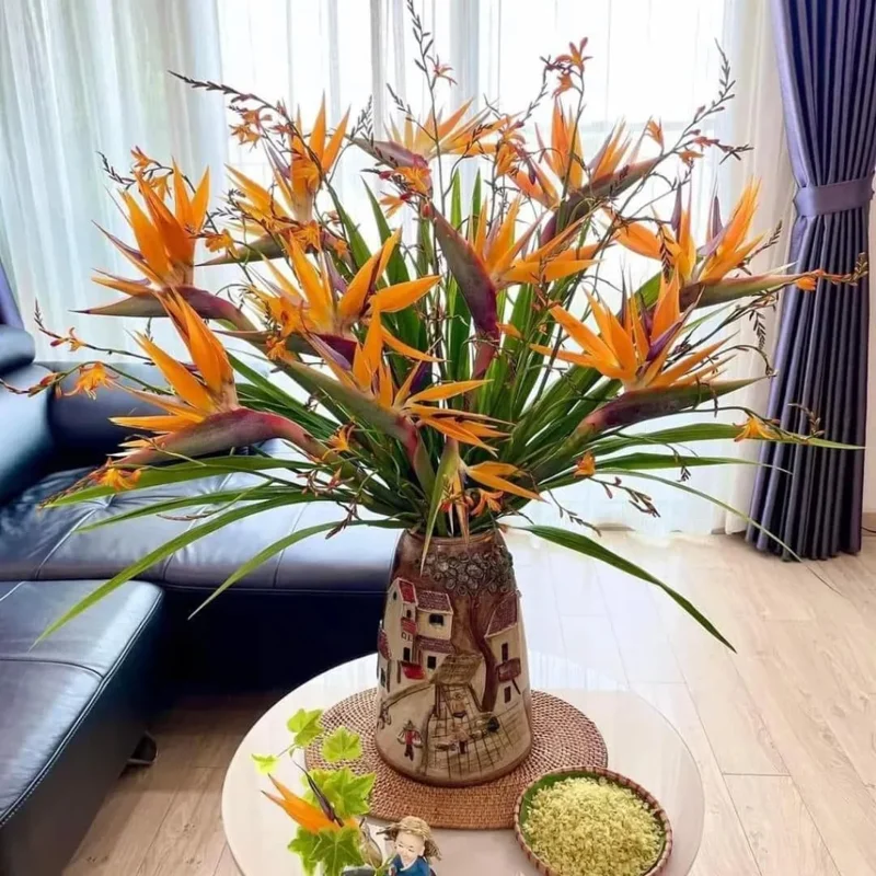 Orange Bird of Paradise Live Plant, Set of 2, 4-6 Inch, Outdoor Tropical - Image 3