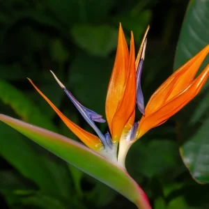 Orange Bird of Paradise Live Plant, Set of 2, 4-6 Inch, Outdoor Tropical - Image 4