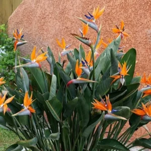 Orange Bird of Paradise Live Plant, Set of 2, 4-6 Inch, Outdoor Tropical - Image 5