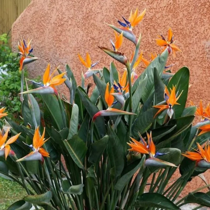 Orange Bird of Paradise Live Plant, Set of 2, 4-6 Inch, Outdoor Tropical - Image 5