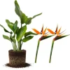 Orange Bird of Paradise Live Plant, Set of 2, 4-6 Inch, Outdoor Tropical - Image 1