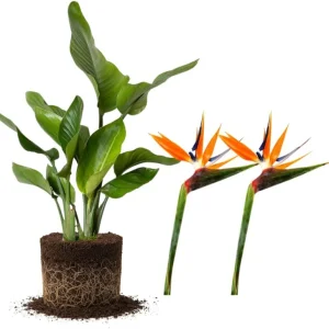 Orange Bird of Paradise Live Plant, Set of 2, 4-6 Inch, Outdoor Tropical - Image 1