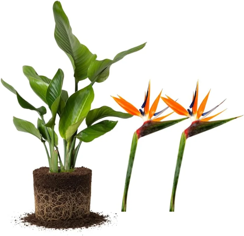 Orange Bird of Paradise Live Plant, Set of 2, 4-6 Inch, Outdoor Tropical - Image 1