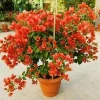 Orange Bougainvillea Live Plant, 6-10 Inches Tall, Vibrant Blooms for Outdoors - Image 1
