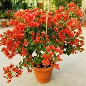 Orange Bougainvillea Live Plant, 6-10 Inches Tall, Vibrant Blooms for Outdoors - Image 6