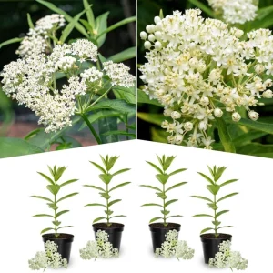 Orange Butterfly Milkweed Live Plants - 2 Pack Perennial Flowers, 4-8 Inch - Image 3