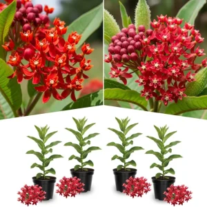 Orange Butterfly Milkweed Live Plants - 2 Pack Perennial Flowers, 4-8 Inch - Image 4