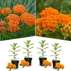 Orange Butterfly Milkweed Live Plants - 2 Pack Perennial Flowers, 4-8 Inch - Image 6