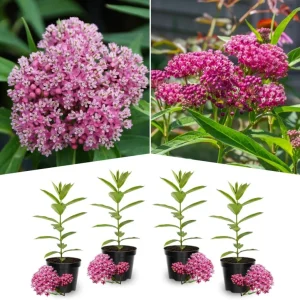 Orange Butterfly Milkweed Live Plants - 2 Pack Perennial Flowers, 4-8 Inch - Image 1