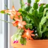 Orange Christmas Cactus Live Bare Root Plant, 4-6 Inch Tall, Holiday Houseplant - Image 1