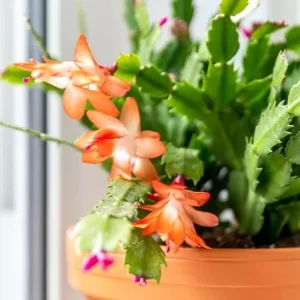 Orange Christmas Cactus Live Bare Root Plant, 4-6 Inch Tall, Holiday Houseplant - Image 4