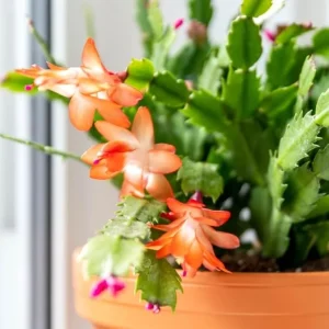 Orange Christmas Cactus Live Bare Root Plant, 4-6 Inch Tall, Holiday Houseplant - Image 6