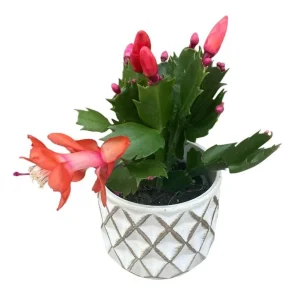 Orange Christmas Cactus Live Plant - Schlumbergera Succulent, 4-6