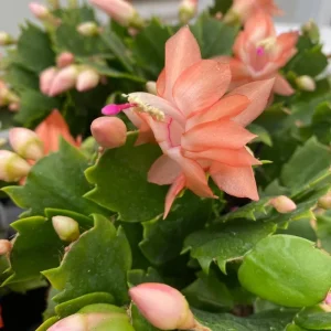 Orange Christmas Cactus Live Plant - Schlumbergera Succulent, 4-6