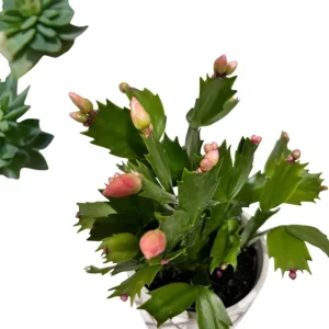 Orange Christmas Cactus Live Plant - Schlumbergera Succulent, 4-6