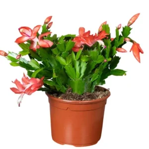 Orange Christmas Cactus Live Plant - Schlumbergera Succulent, 4-6