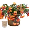 Orange Christmas Cactus Live Plant - Schlumbergera Succulent, 4-6" Tall Indoor - Image 1